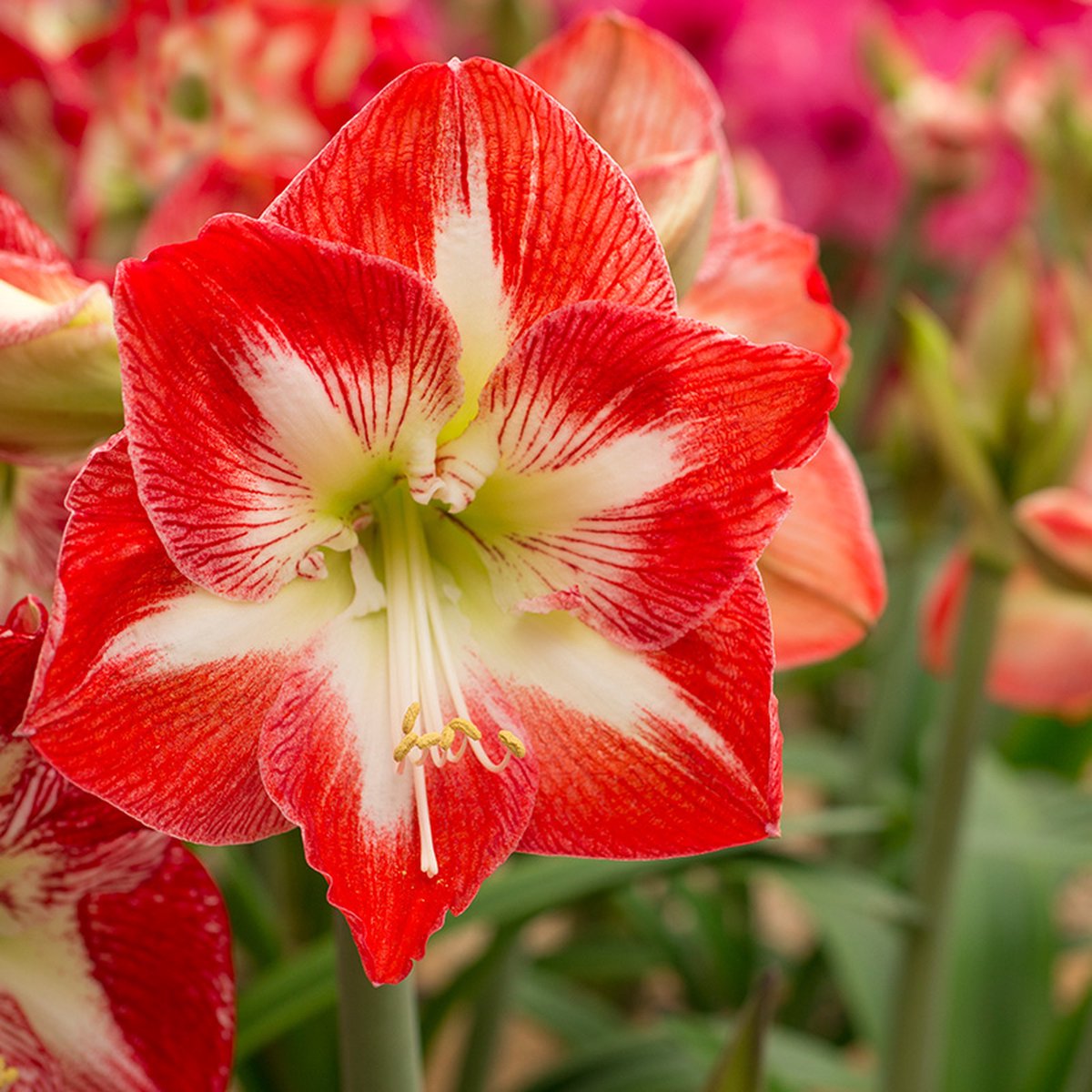 Amaryllis Minerva | Bolmaat 32/34 | Ridderster | Meerkleurig | Kamerplant