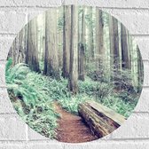 WallClassics - Muursticker Cercle - Tronc d'arbre dans la forêt - 40x40 cm Photo sur Muursticker