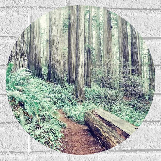 WallClassics - Muursticker Cercle - Tronc d'arbre dans la forêt - 40x40 cm Photo sur Muursticker