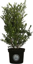 10 stuks | Japanse Hulst 'Dark Green' ® Pot 40-60 cm - Compacte groei - Geschikt als hoge en lage haag - Geschikt voor vormsnoei - Kleinbladig - Wintergroen