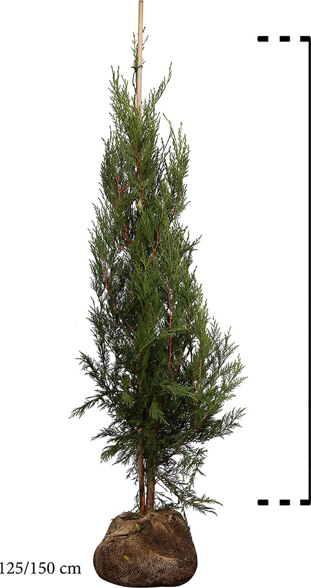 10 stuks Leylandii conifeer Kluit 125150 cm Geschikt in kleine tuinen Snelle...