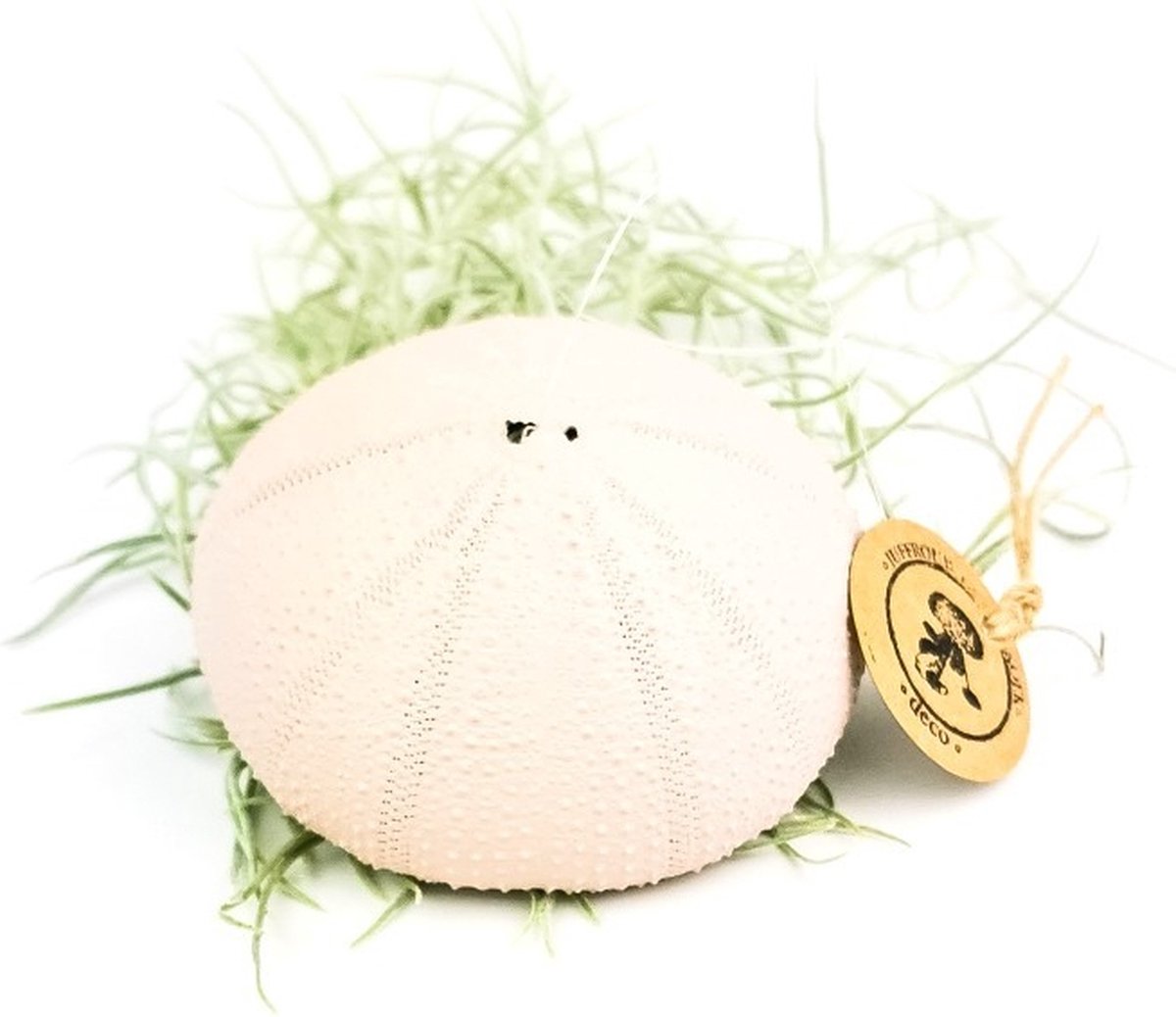 Airplant - Luchtplant -Tillandsia Usneoides - Zeeëgel Soft Pink- Jellyfish - Kwal - Kwalletje - Hangend - Cadeau - Wintercollectie - Cozy