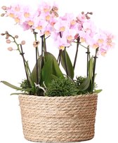 Kolibri Orchids | roze plantenset in Reed Basket incl. waterreservoir | drie roze orchideeën Andorra 9cm en drie groene planten Rhipsalis | Jungle Bouquet roze met zelfvoorzienend waterreservoir