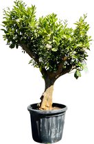 Tropictrees - Sinaasappelboom - Citrus Sinensis - Sinaasappel - Eetbaar - Citrusboom - Stamomvang ⌀ 30-40cm