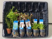 Levende Aquariumplanten Mix 1 - 6 Stuks - Moerings