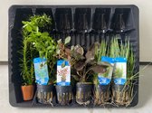 Levende Aquariumplanten Mix 2 - 6 Stuks - Moerings