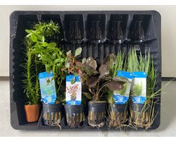 Levende Aquariumplanten Mix 2 - 6 Stuks - Moerings