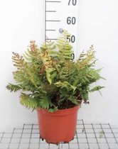 1 x Dryopteris lepidopoda XL - Zonsondergangvaren - in pot 7,5 liter