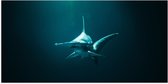 WallClassics - Poster Glossy - Requin Marteau dans l' Water - 100x50 cm Photo sur Papier Poster avec Finition Brillante