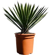 Palmboom - Yucca Filifera - Winterhard - Pot ⌀ 27cm - Hoogte  40-50cm