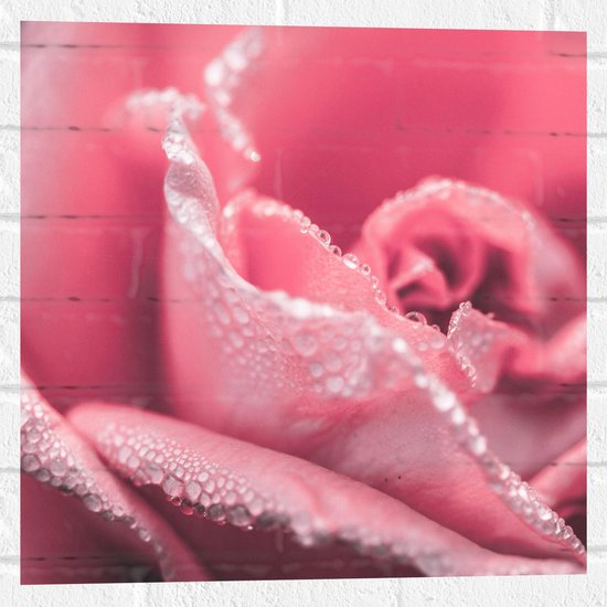 WallClassics - Muursticker - Close-up van Roze Roos met Waterdruppels - 50x50 cm Foto op Muursticker