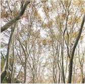 WallClassics - Poster (Mat) - Lichte Bomen op Pad - 50x50 cm Foto op Posterpapier met een Matte look