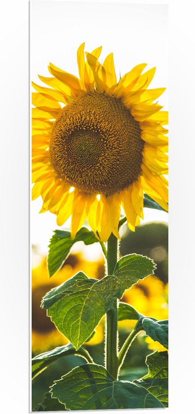 WallClassics - PVC Schuimplaat- Close-up van Zonnebloem in Veld - 30x90 cm Foto op PVC Schuimplaat