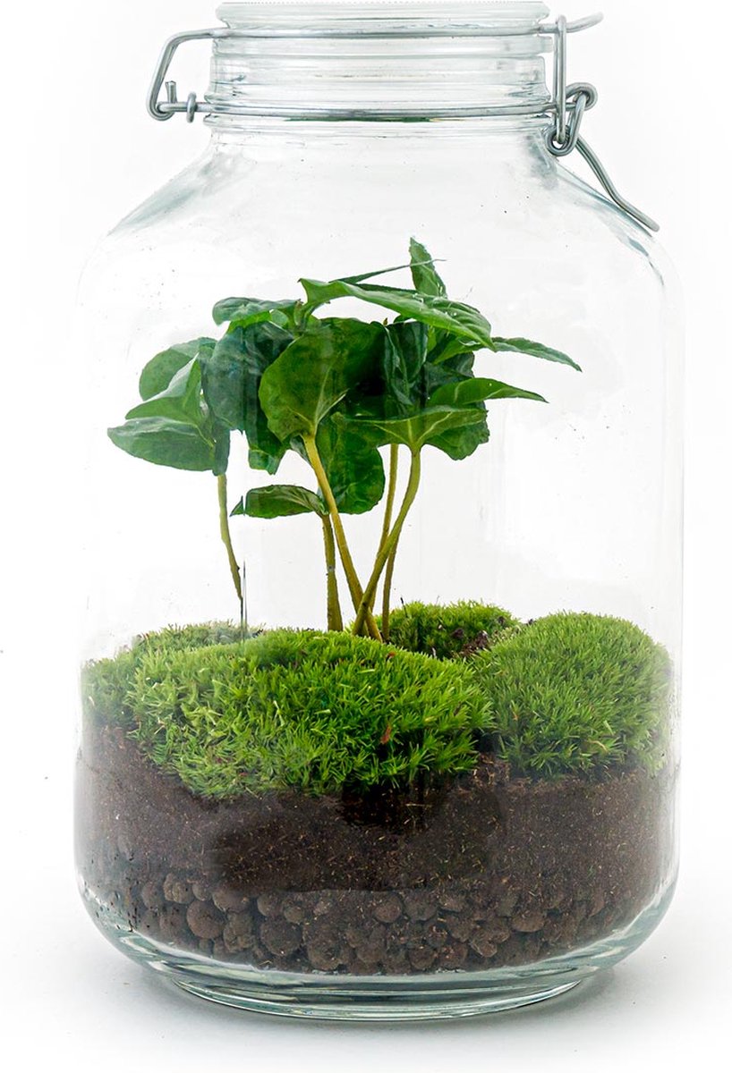 DIY terrarium - Milky met bonsai DIY terrarium - Milky met bonsai