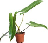 PLNTS - Philodendron Atabapoense - Kamerplant - Kweekpot 12 cm - Hoogte 30 cm