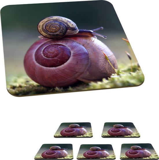 NCYP 19 x 12,5 x 23 cm glazen behuizing met ventilatiegaten voor insecten, slakken - voordeur klein sappig terrarium - huisvorm, huisdecoratie, zwart ( geen planten