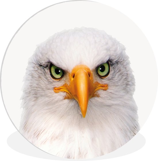 Aigle - Assiette en plastique de cercle de mur de pépinière imprimé animal portrait ⌀ 90 cm - impression photo sur cercle mural / cercle vivant (décoration murale)