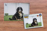 Puzzle Chiot Berner super mignon - Puzzle - Puzzle 500 pièces - Sinterklaas cadeaux - Sinterklaas pour les grands enfants