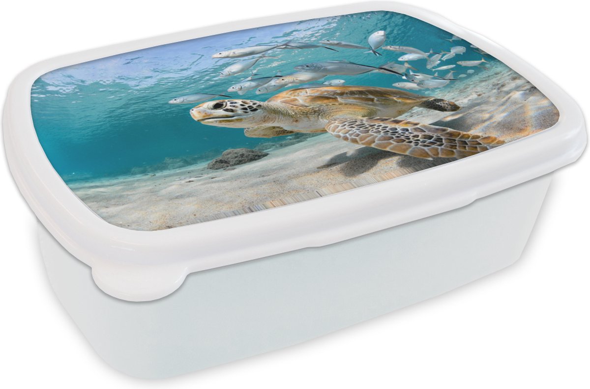 Broodtrommel Wit - Lunchbox - Brooddoos - Schildpad - Vis - Zee - 18x12x6 cm - Volwassenen