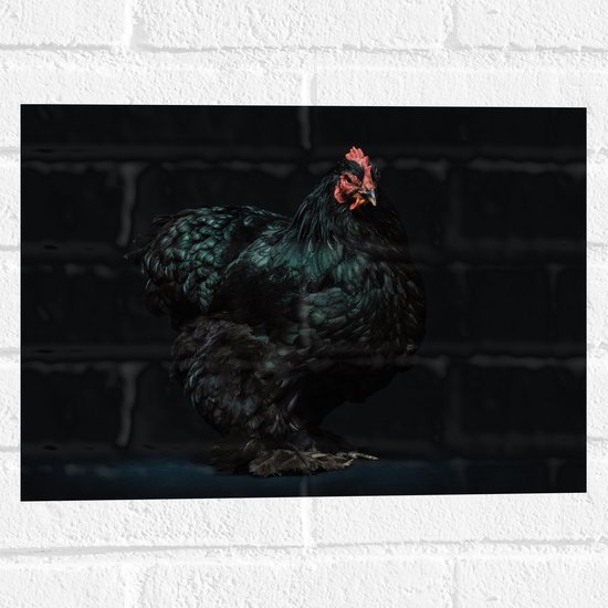 WallClassics - Muursticker - Zwarte Kip met Donkere Achtergrond - 40x30 cm Foto op Muursticker