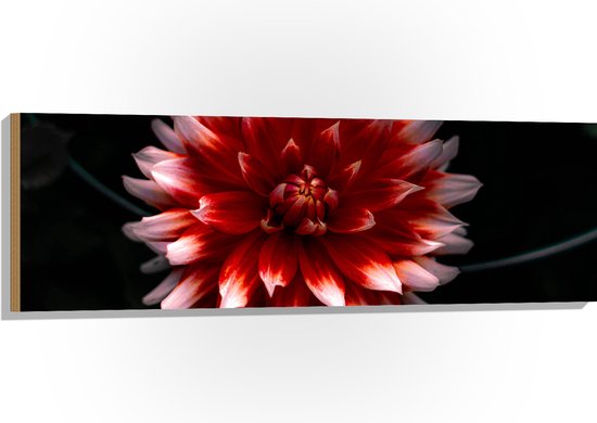 WallClassics - Hout - Roze met Rode Bloem - 120x40 cm - 12 mm dik - Foto op Hout (Met Ophangsysteem)