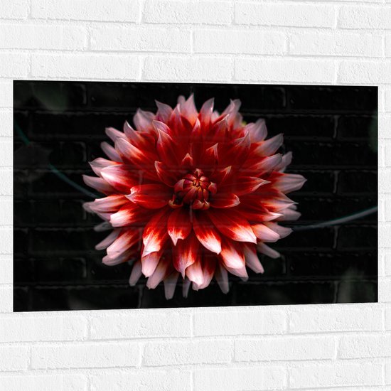 WallClassics - Muursticker - Roze met Rode Bloem - 90x60 cm Foto op Muursticker