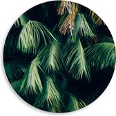 WallClassics - Cercle mural en mousse PVC - Feuilles vertes suspendues - Photo 50 x 50 cm sur cercle mural (avec système de suspension)