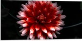 WallClassics - Dibond - Roze met Rode Bloem - 100x50 cm Foto op Aluminium (Met Ophangsysteem)