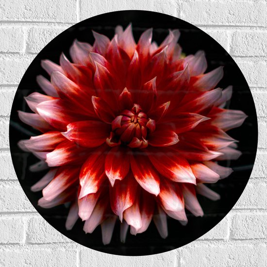 WallClassics - Muursticker Cirkel - Roze met Rode Bloem - 60x60 cm Foto op Muursticker