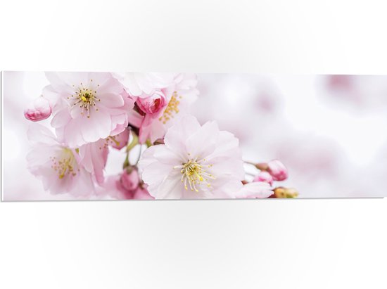 WallClassics - PVC Schuimplaat- Roze Cherry Bloemen - 90x30 cm Foto op PVC Schuimplaat
