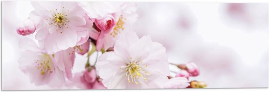 WallClassics - Acrylglas - Roze Cherry Bloemen - 90x30 cm Foto op Acrylglas (Met Ophangsysteem)