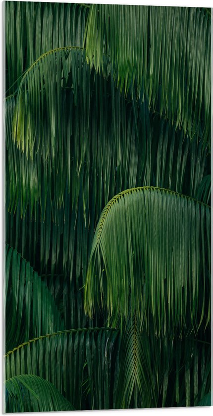 WallClassics - Acrylglas - Groene Plant met Lange Bladeren - 50x100 cm Foto op Acrylglas (Met Ophangsysteem)