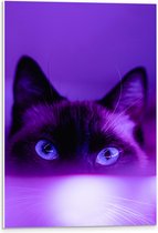 WallClassics - PVC Schuimplaat - Zwarte Kat in het Paarse Licht - 40x60 cm Foto op PVC Schuimplaat (Met Ophangsysteem)