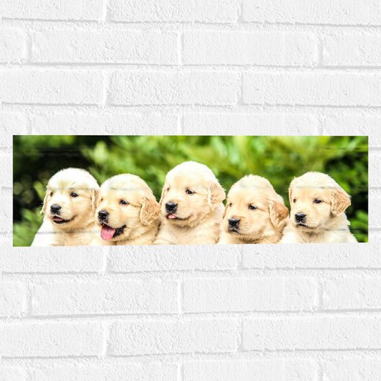 WallClassics - Muursticker - Vijf Puppies op een Rij - 60x20 cm Foto op Muursticker