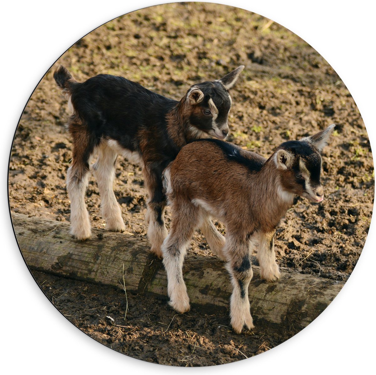 Dibond Muurcirkel - Twee Baby Geitjes op een Boomstam - 60x60 cm Foto op Aluminium Muurcirkel (met ophangsysteem)