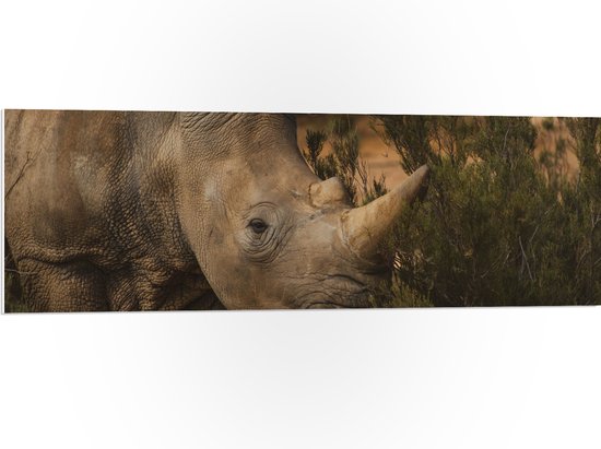 WallClassics - PVC Schuimplaat - Neushoorn bij Groene Plant - 120x40 cm Foto op PVC Schuimplaat (Met Ophangsysteem)