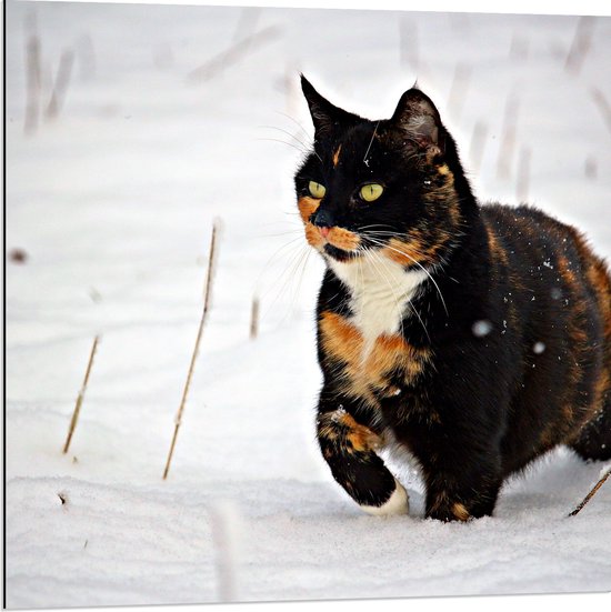 WallClassics - Dibond - Zwarte Poes in de Sneeuw - 80x80 cm Foto op Aluminium (Met Ophangsysteem)