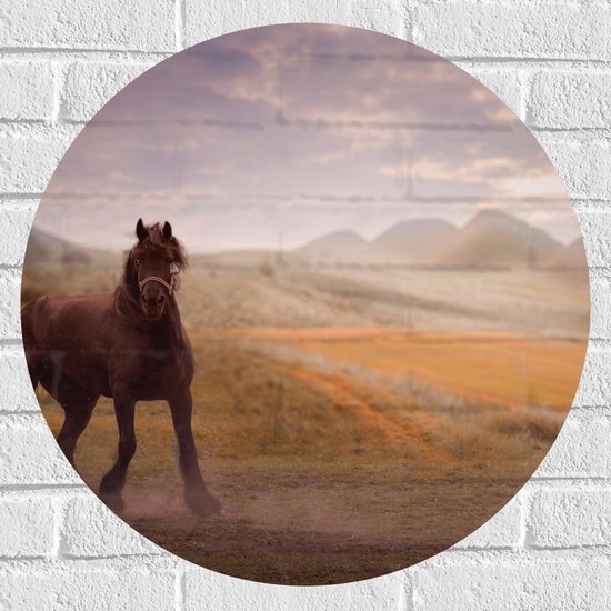 WallClassics - Muursticker Cirkel - Zwart Paard in de Natuur - 60x60 cm Foto op Muursticker
