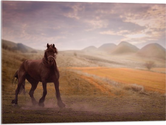 WallClassics - Acrylglas - Zwart Paard in de Natuur - 80x60 cm Foto op Acrylglas (Met Ophangsysteem)