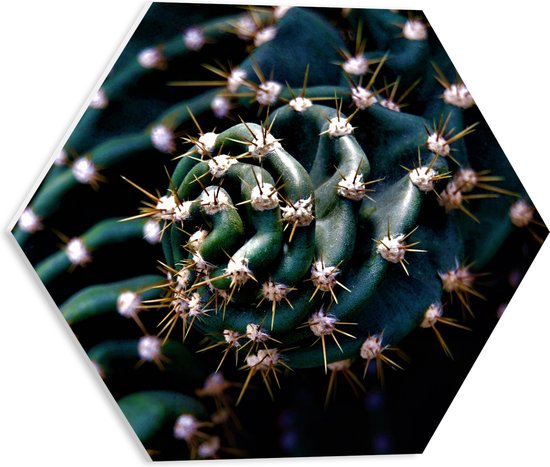 WallClassics - PVC Schuimplaat Hexagon  - Prikkels van Cactus - 40x34.8 cm Foto op Hexagon (Met Ophangsysteem)