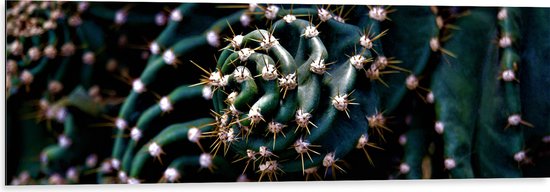 WallClassics - Dibond - Prikkels van Cactus - 120x40 cm Foto op Aluminium (Met Ophangsysteem)