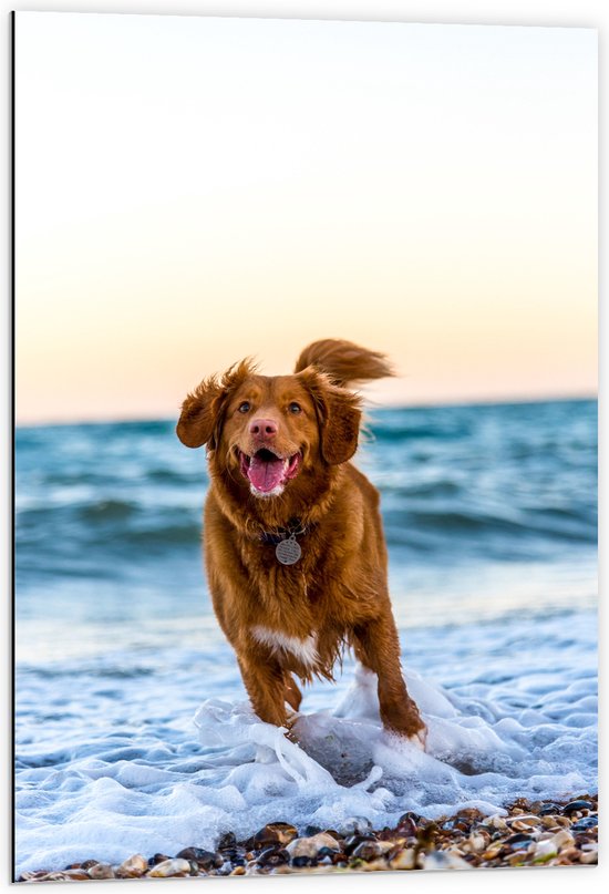 WallClassics - Dibond - Vrolijke Hond op het Strand - 60x90 cm Foto op Aluminium (Wanddecoratie van metaal)