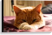 WallClassics - Toile - Chat Oranje Paresseux - 60x40 cm Photo sur Toile Peinture (Décoration murale sur Toile)