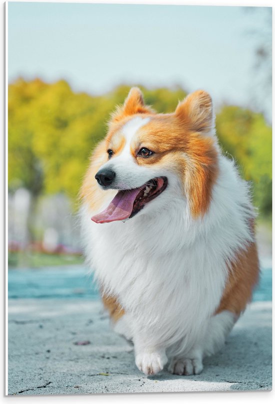 WallClassics - PVC Schuimplaat- Vrolijke Welsh Corgi Hond op Straat - 40x60 cm Foto op PVC Schuimplaat