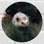 WallClassics - Muursticker Cirkel - Witte Egel in het Gras - 20x20 cm Foto op Muursticker