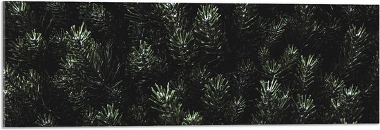 WallClassics - Acrylglas - Naalden van een Denneboom - 90x30 cm Foto op Acrylglas (Met Ophangsysteem)