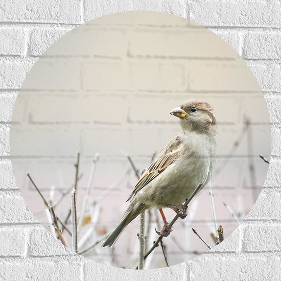 WallClassics - Muursticker Cirkel - Vogel - Mus op een Tak - 60x60 cm Foto op Muursticker