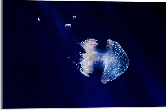 WallClassics - Acrylglas - Witte Kwal onder Blauw Water - 60x40 cm Foto op Acrylglas (Met Ophangsysteem)