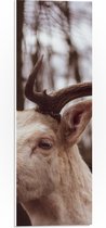 WallClassics - PVC Schuimplaat- Wit Hert in het Bos - 20x60 cm Foto op PVC Schuimplaat