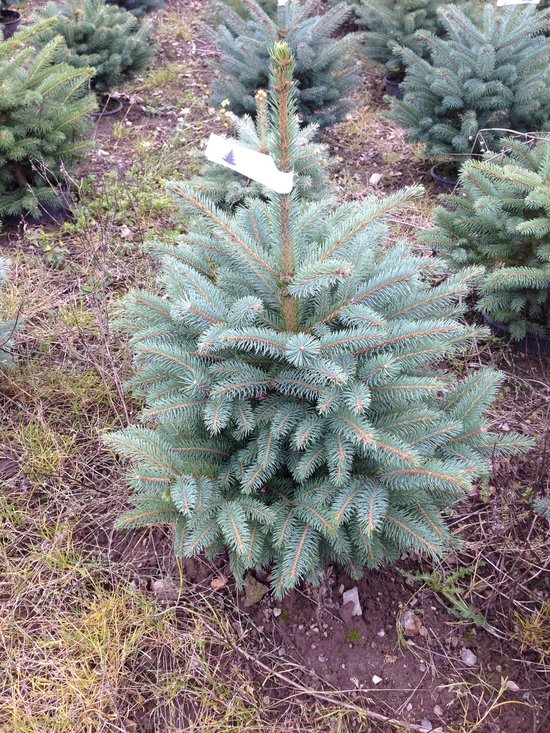 Echte Kerstboom Picea PungensBlauwspar 80100cm in pot gekweekt